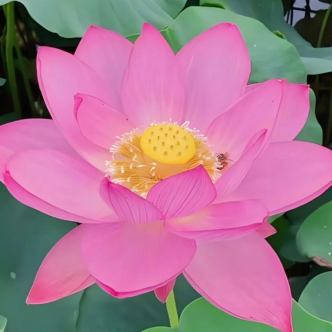 琴姐儿