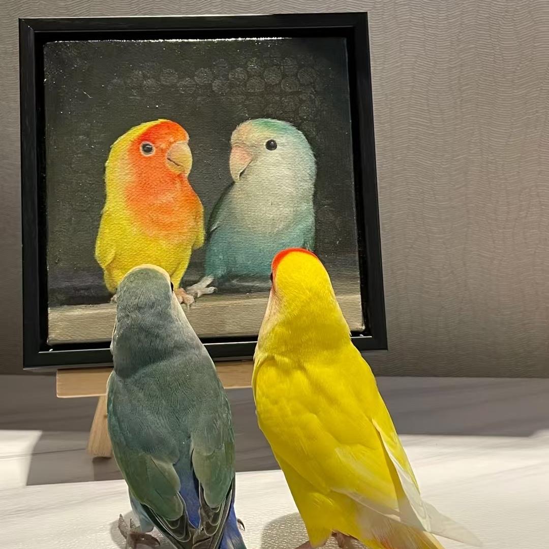 多哆手养鹦鹉萌宠