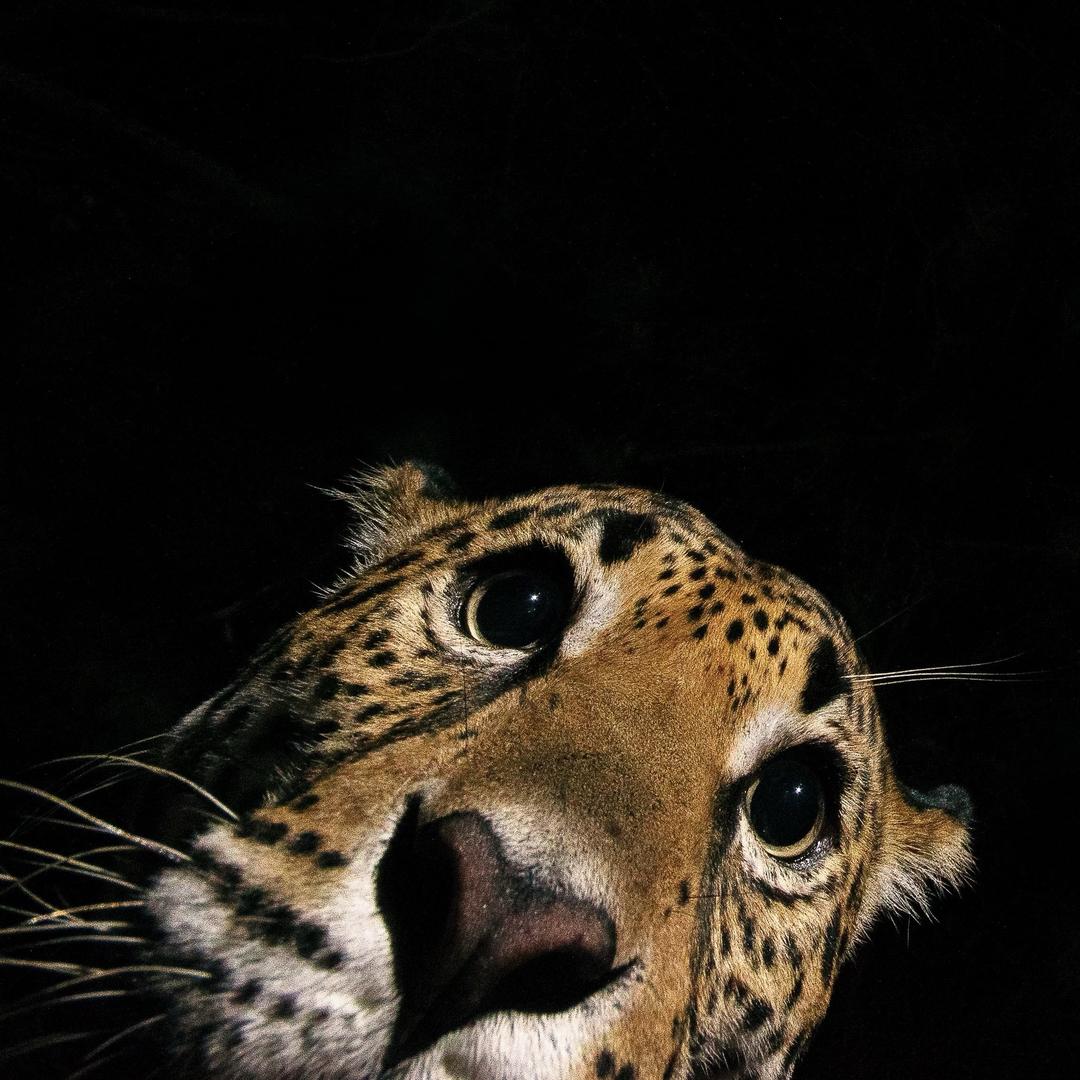 𝒄𝒉𝒐𝒔𝒆𝒏1