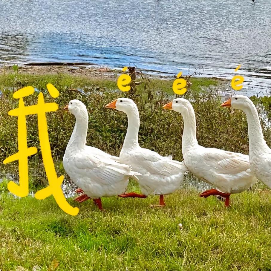 @鹅鹅鹅