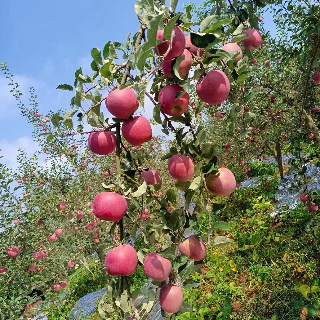 贤哥家的精品果园