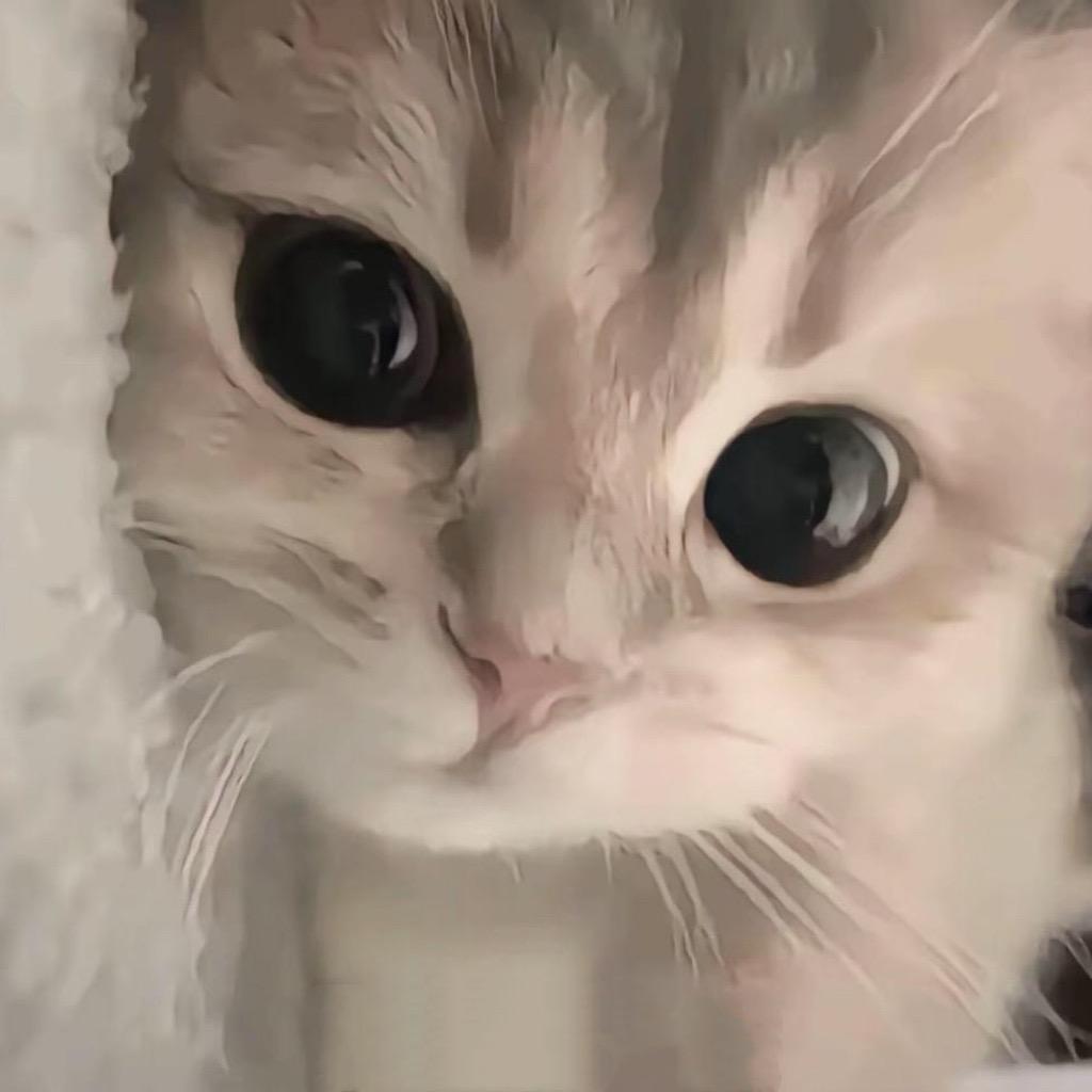 么凹猫-