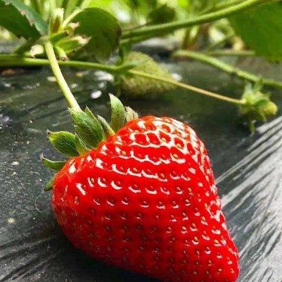王姐说草莓🍓