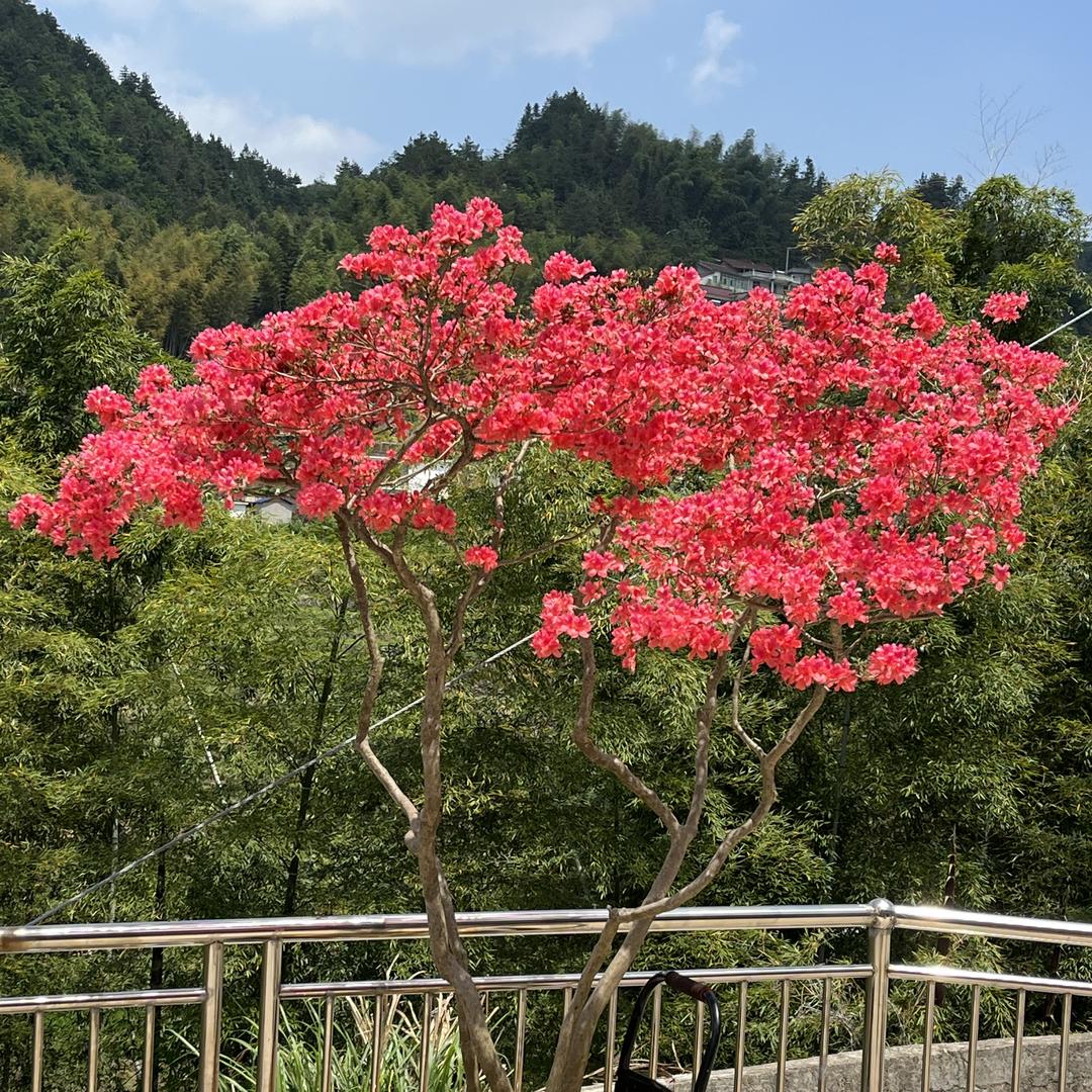 刘刚映山红园艺