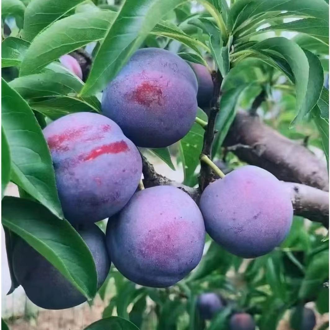 乡村振兴直播间