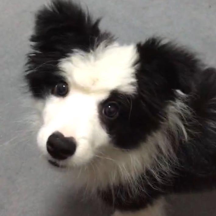 puppynao