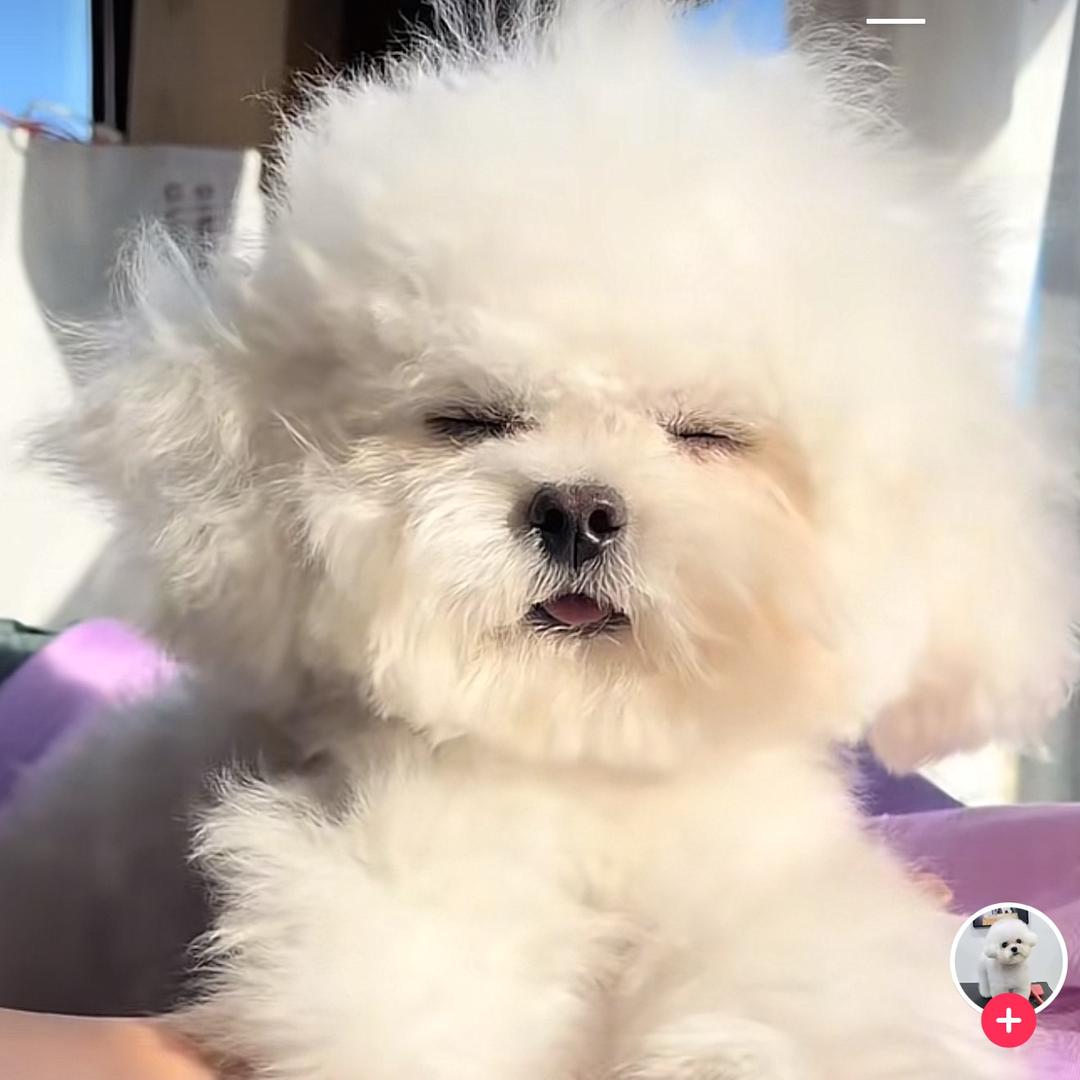 WoDe意中宠