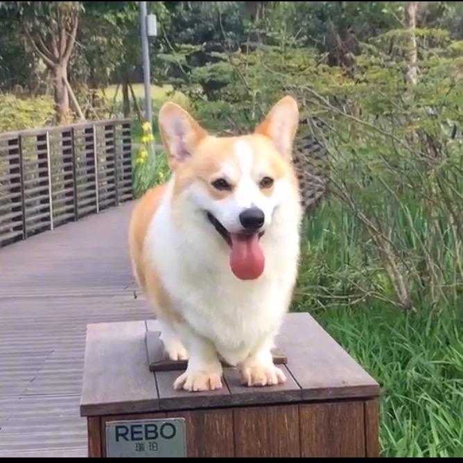 阿漳柯基犬舍