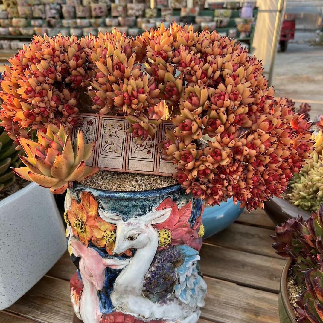 呈贡馨语花卉