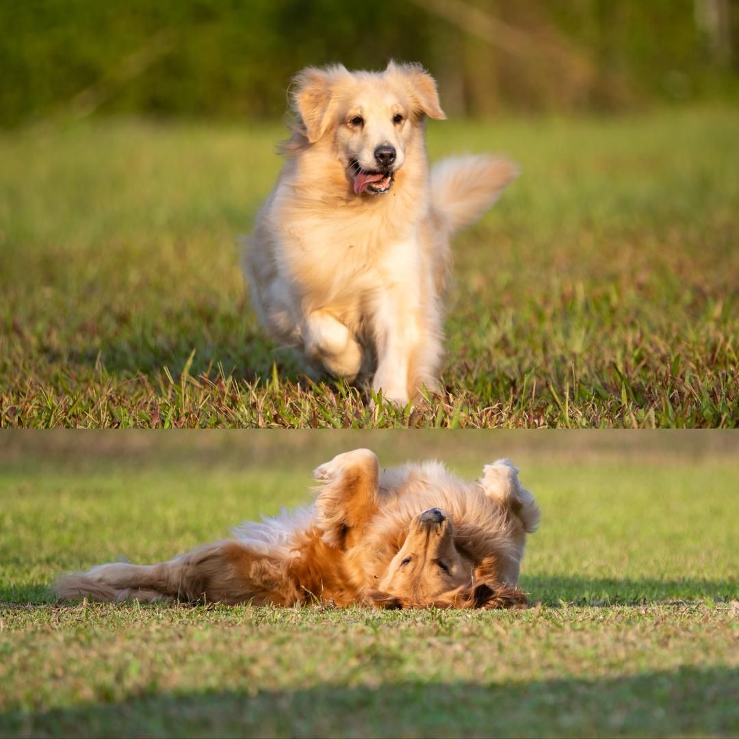 🐶金毛浅浅（抗癌中）