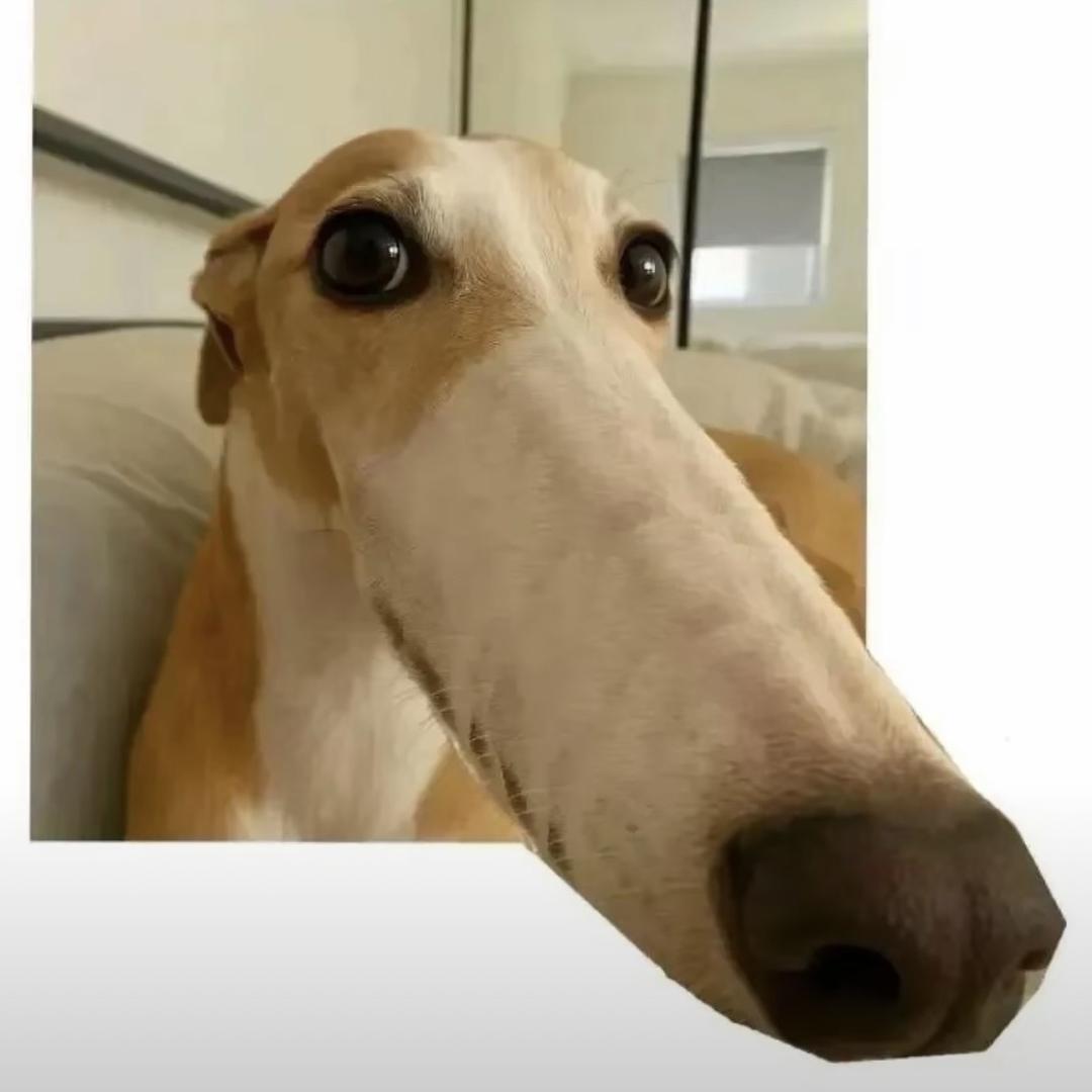 腼腆害羞内向社恐文静小女生