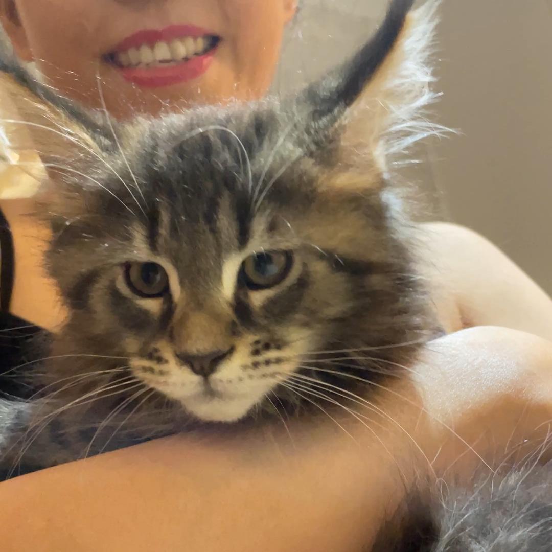 多米是只缅因猫