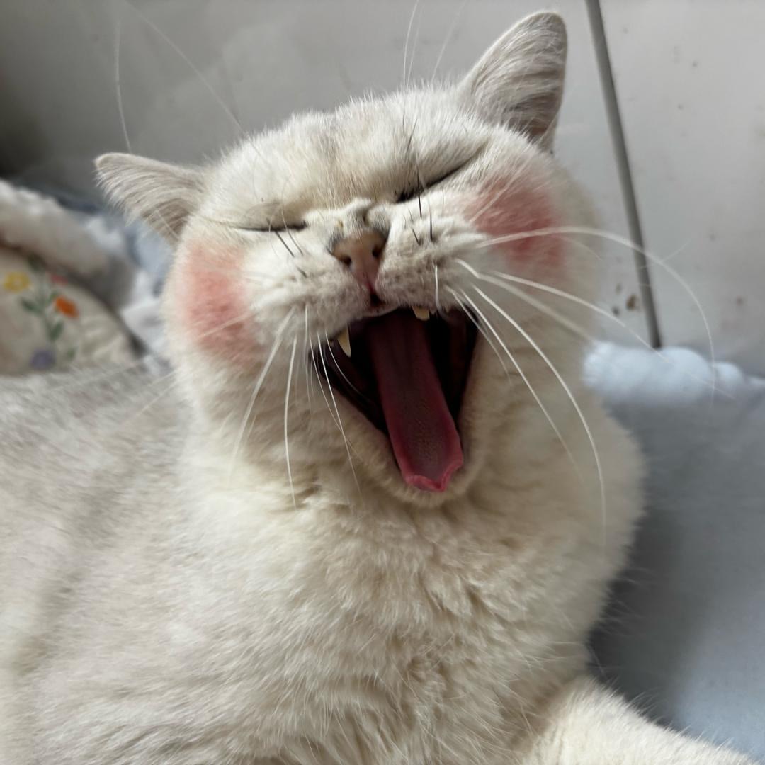 纯情蟑螂火辣辣
