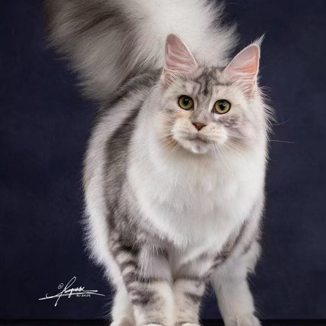 打工人家的缅因猫