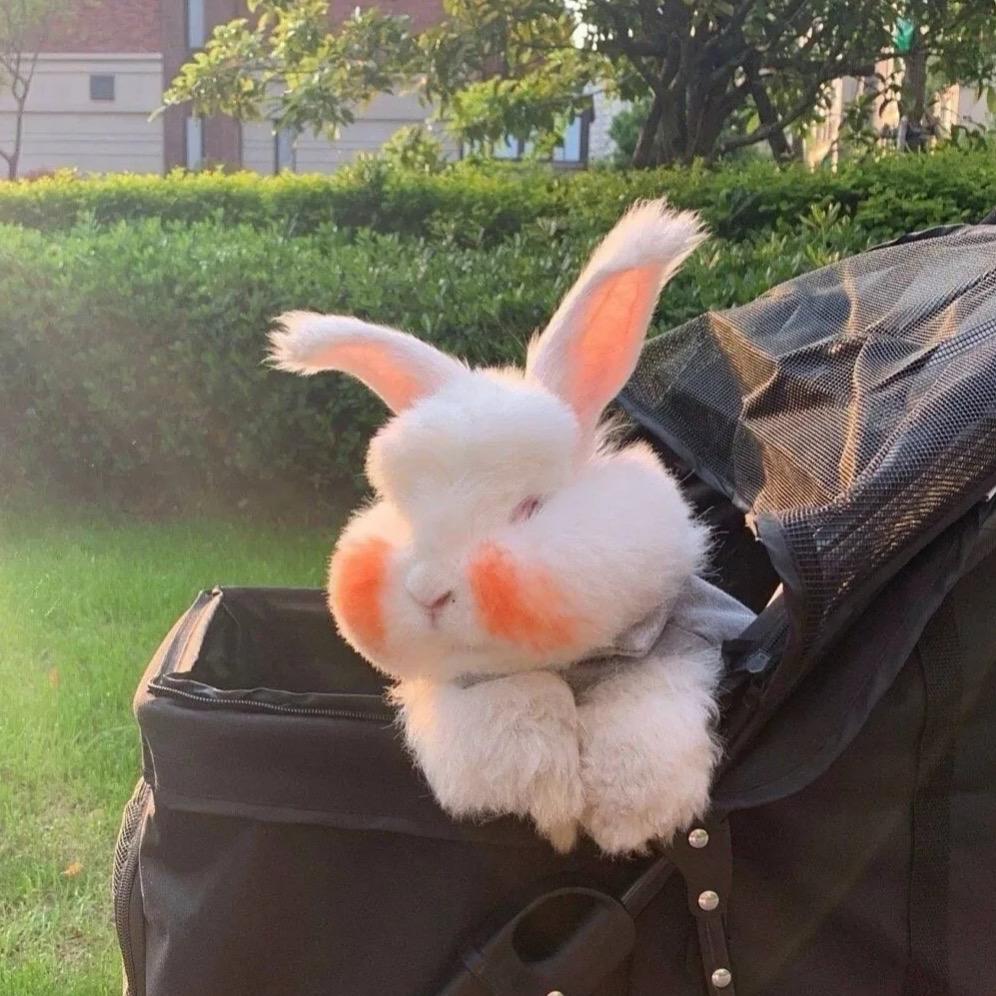 兔兔！