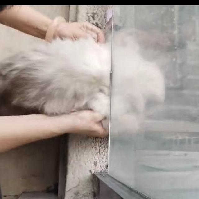狼给的诱惑