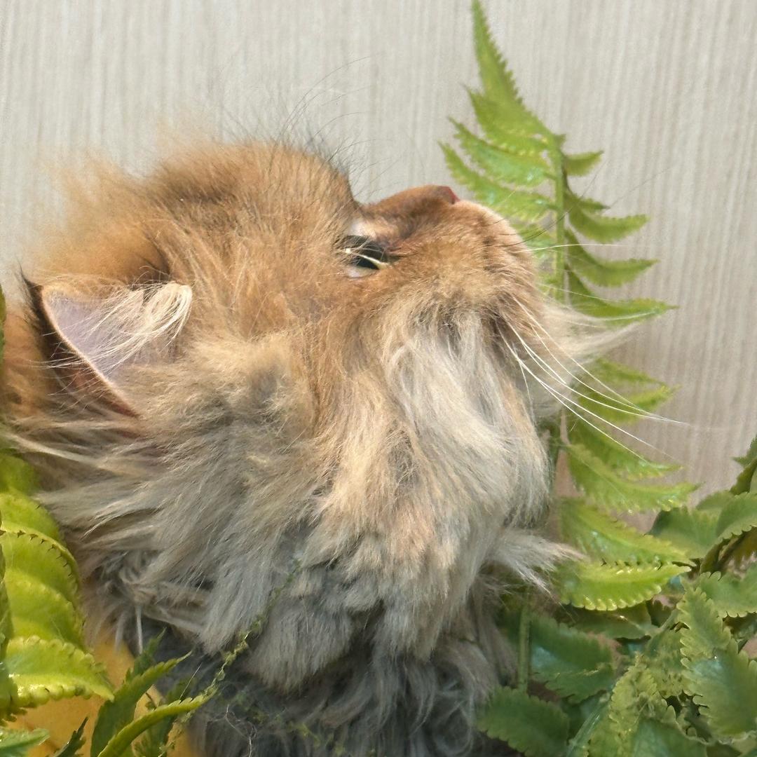 小王的摆摊日记