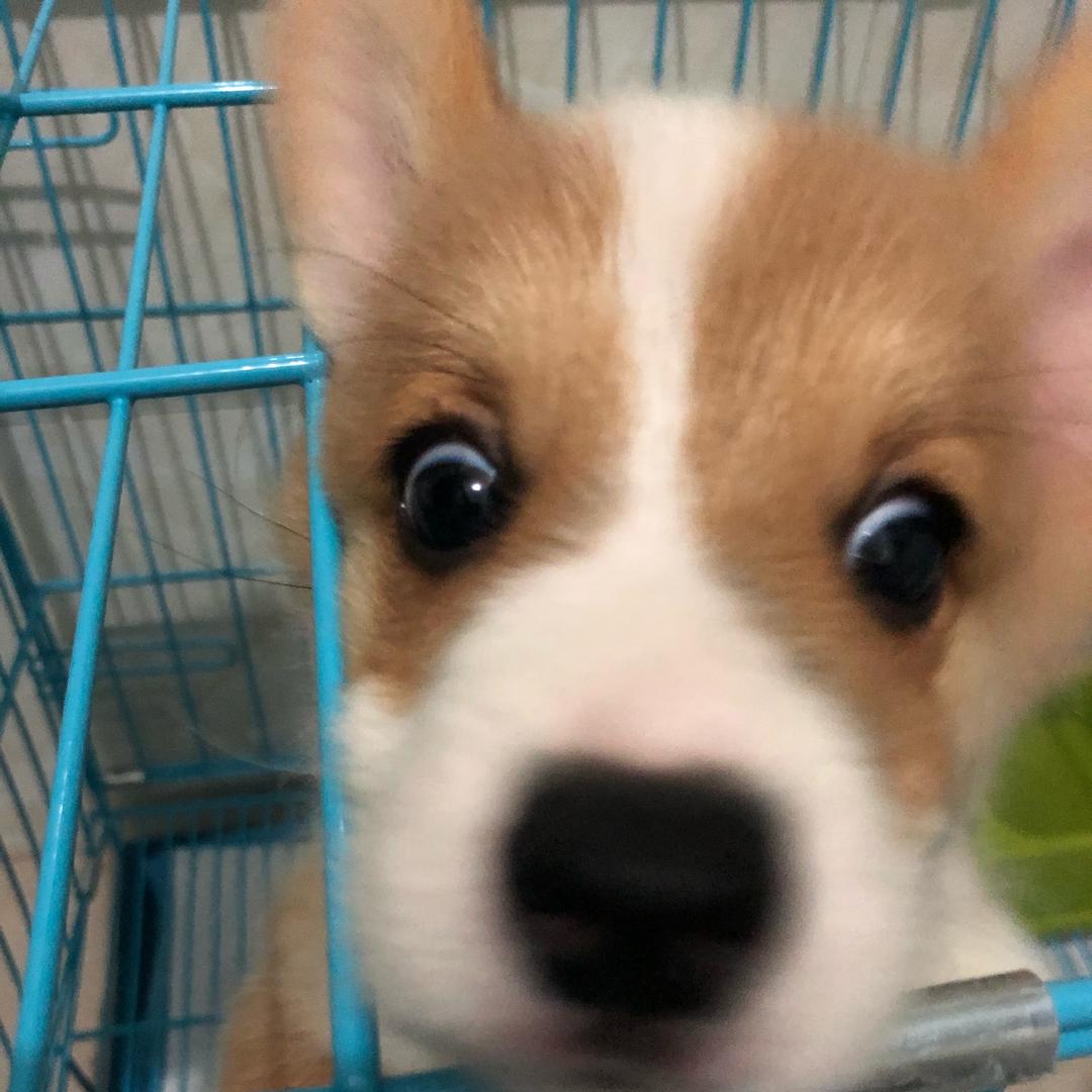 海湃宠物用品(柯基985家)