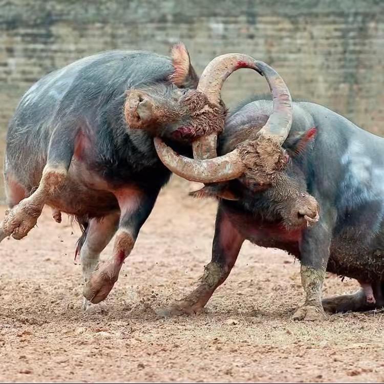 黔民斗牛