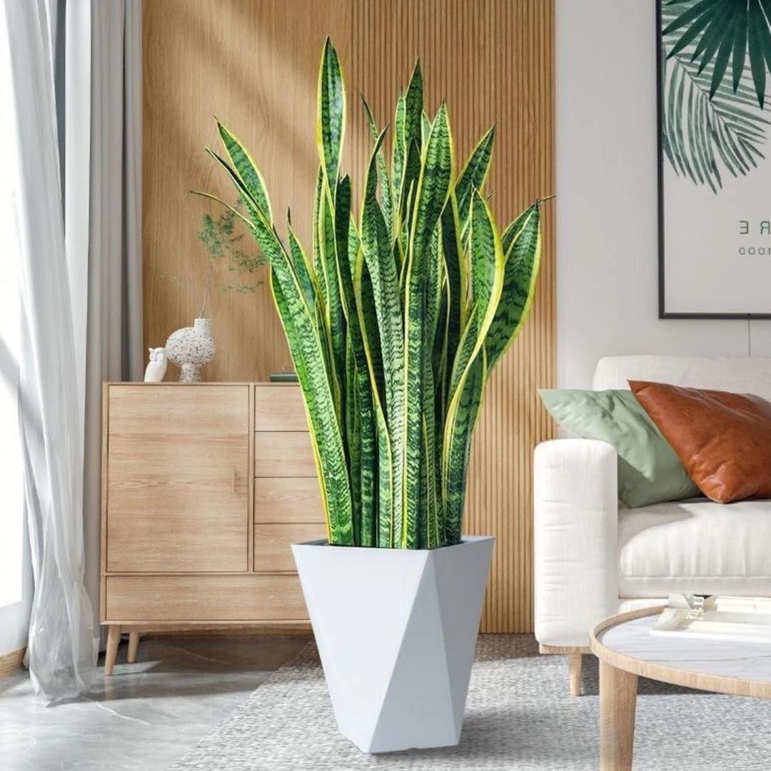 宜家花卉绿植盆景