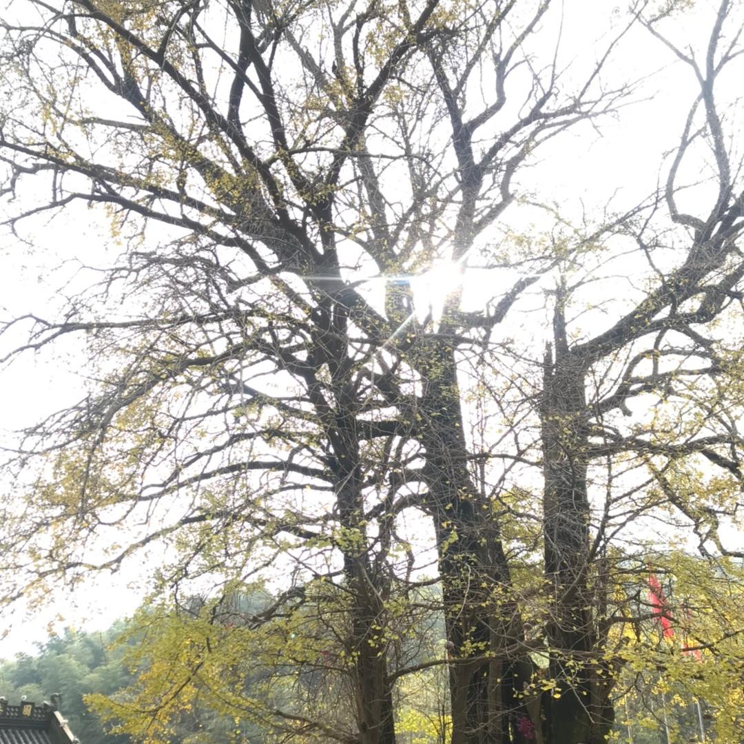 🌈洛一🎈           🪳