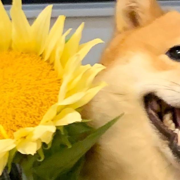 巴扎嘿嘿嘿