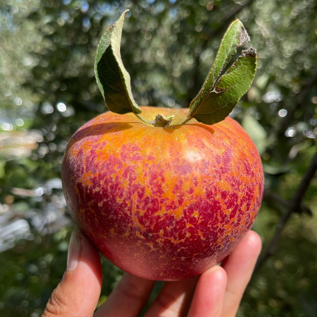 云南昭通糖心苹果