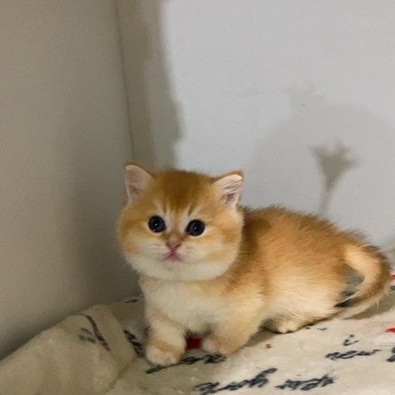 飞越猫宠舍