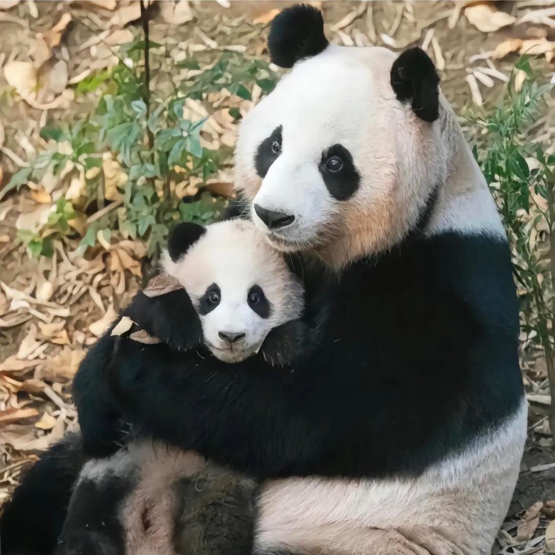 玉庭