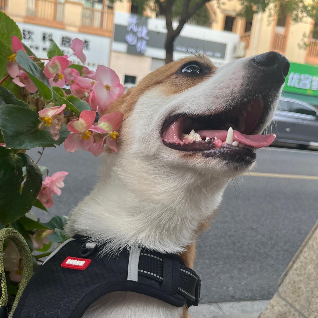 原羁由