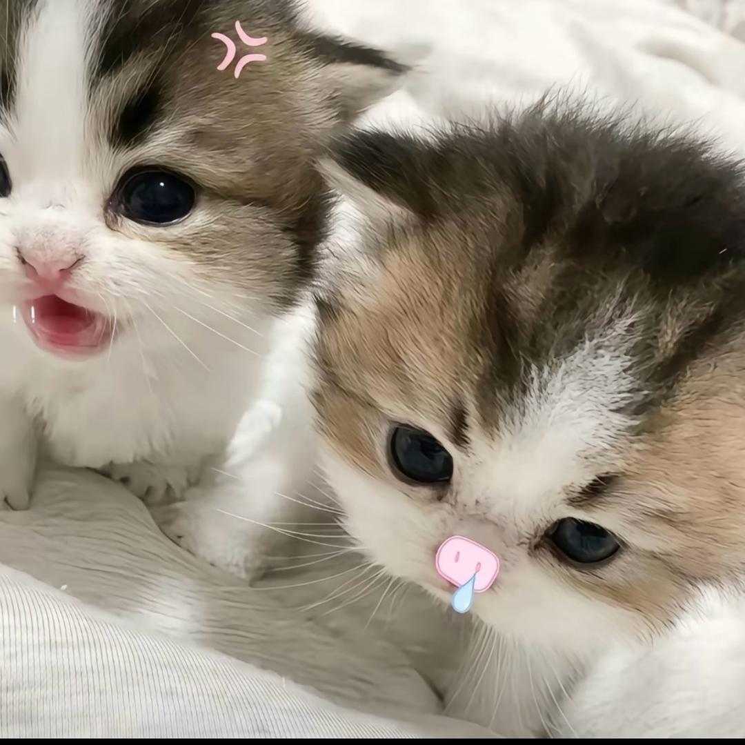 嘎嘎嘎