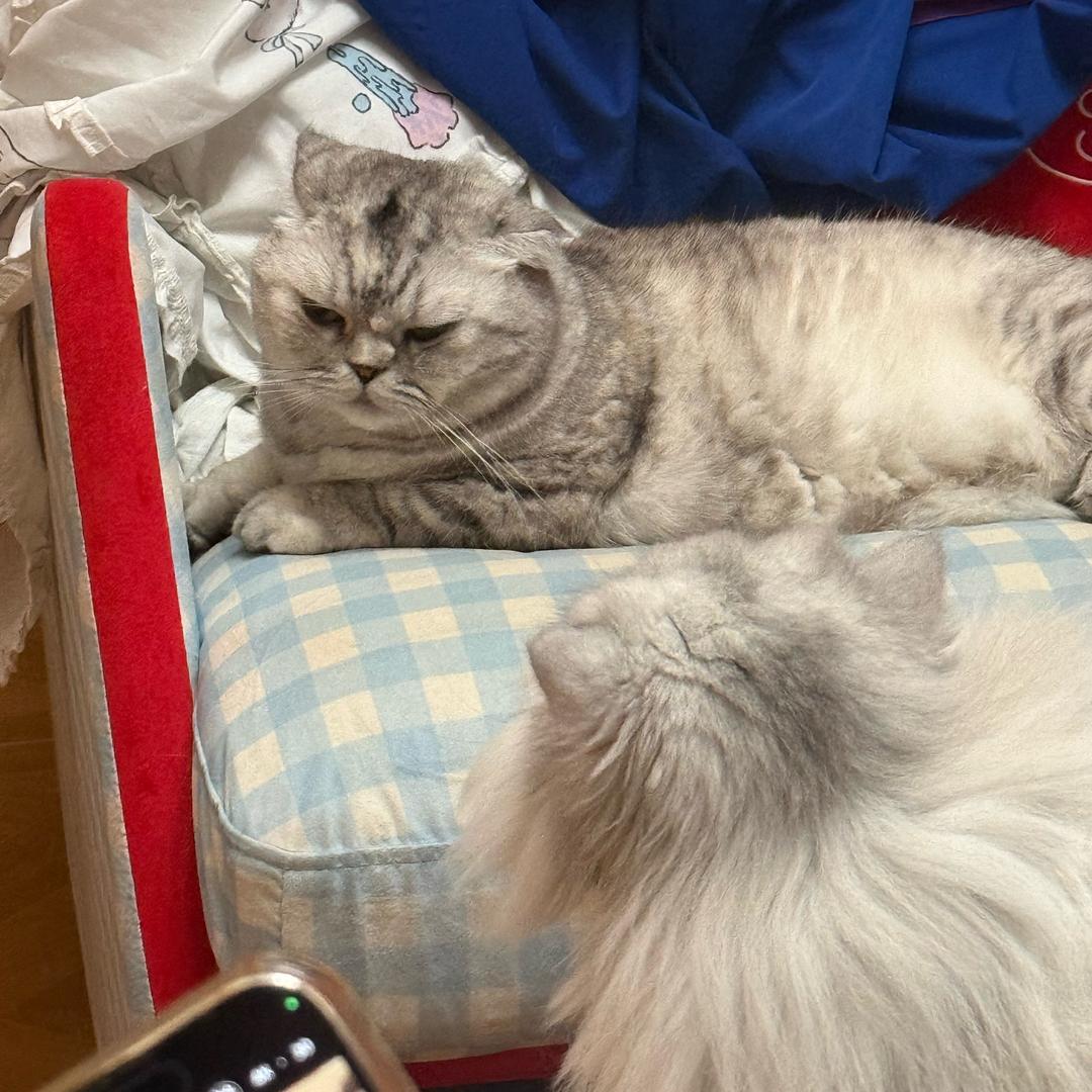 焦糖电商（龙怀运营）