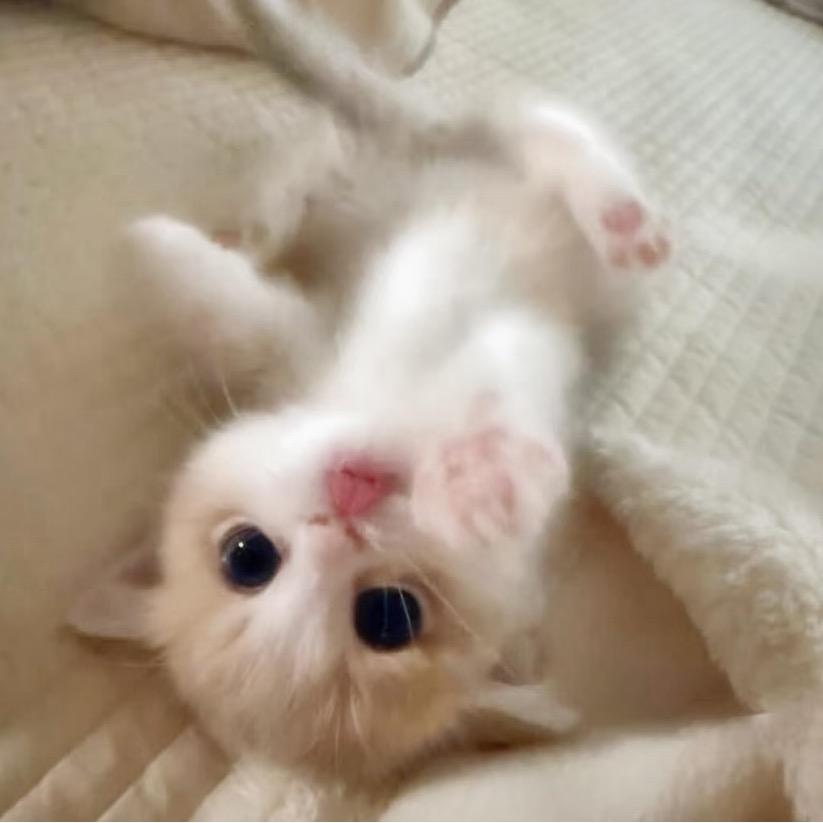 猫喵咪･᷄･᷅