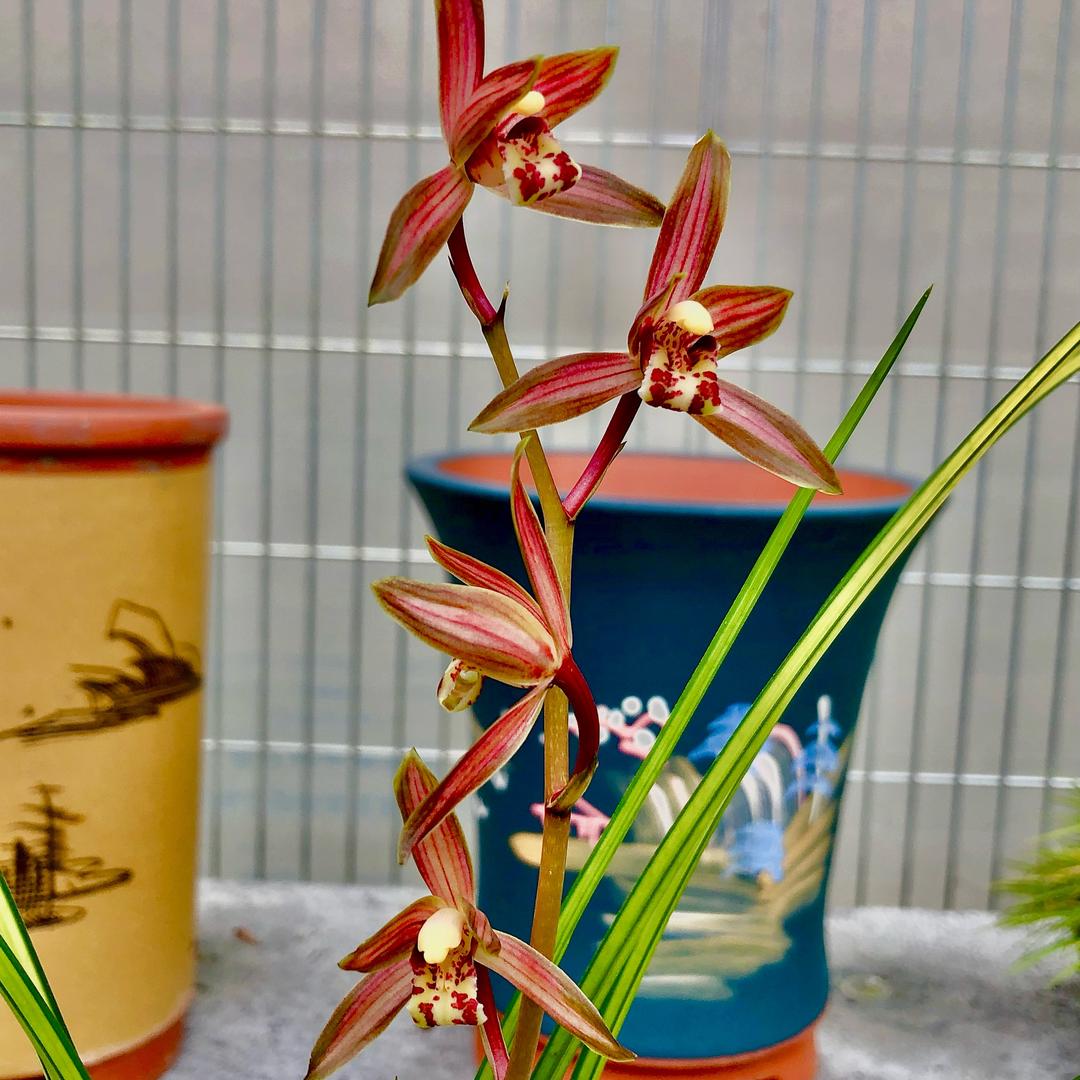 阿勇优品兰花严选