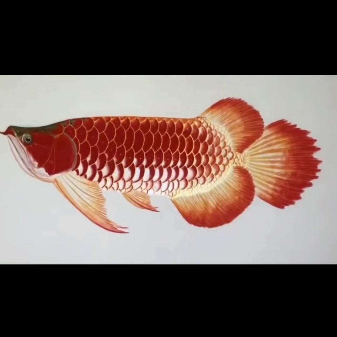 观赏鱼搬运工