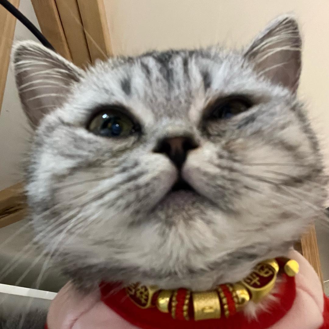 矮冬瓜🐱喵