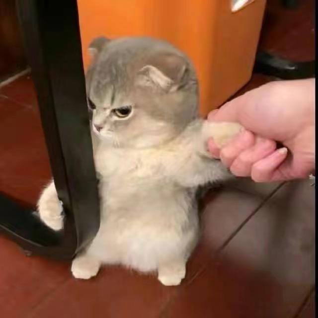 小豆仔