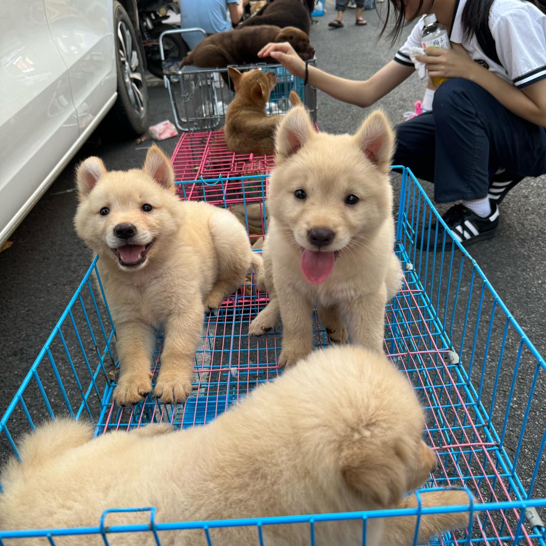 表哥田园犬