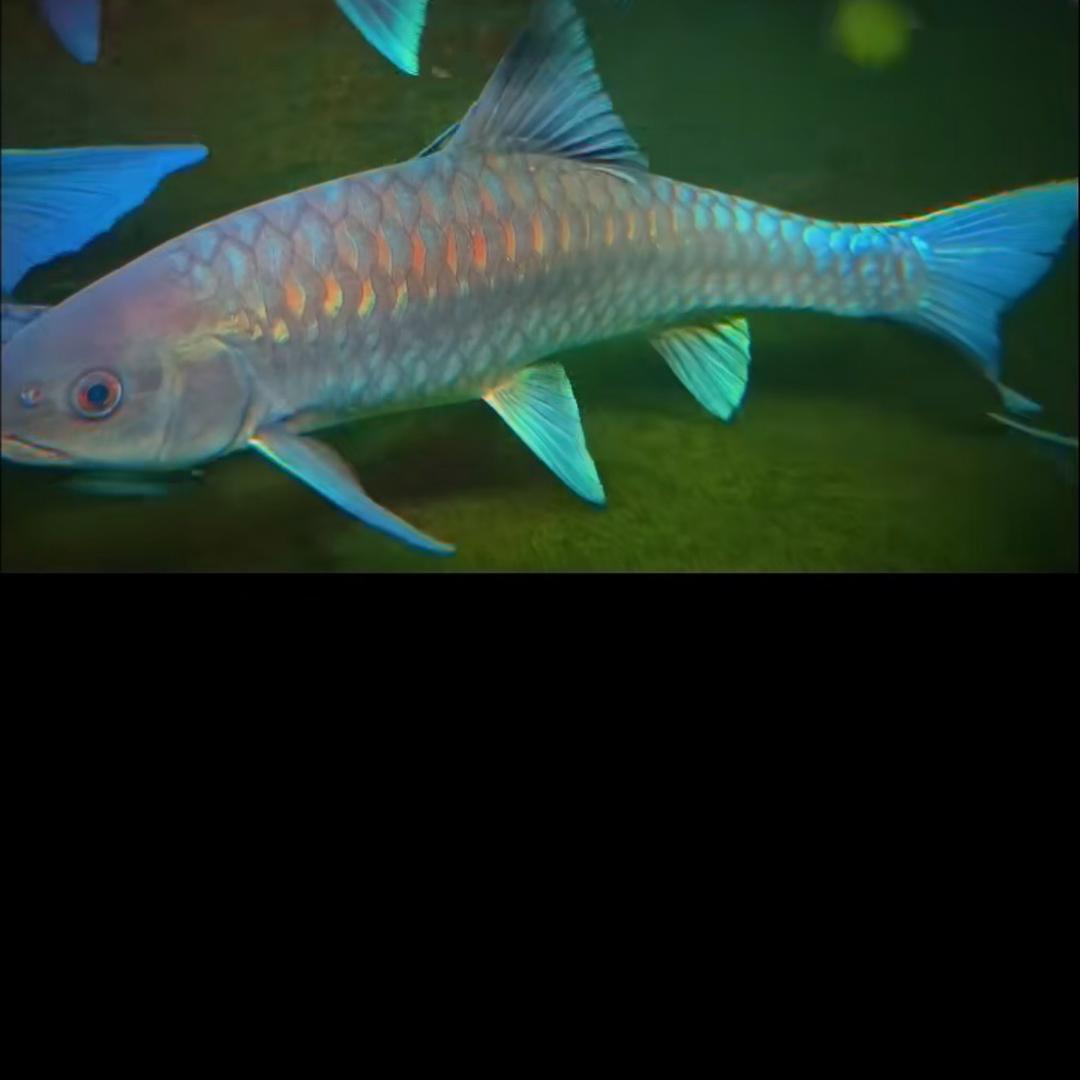 吉海异口水产品