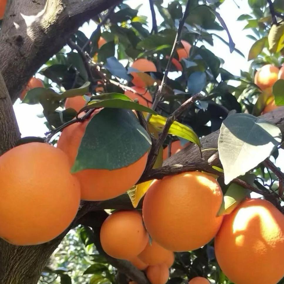 💞ꦿ᭄飞花逐叶💞ꦿ᭄࿆