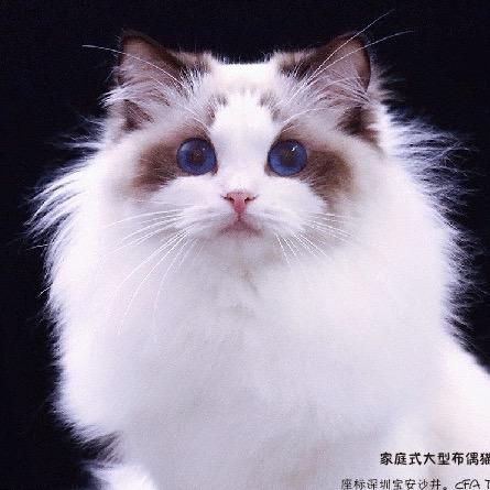 深圳廷拉布偶猫舍