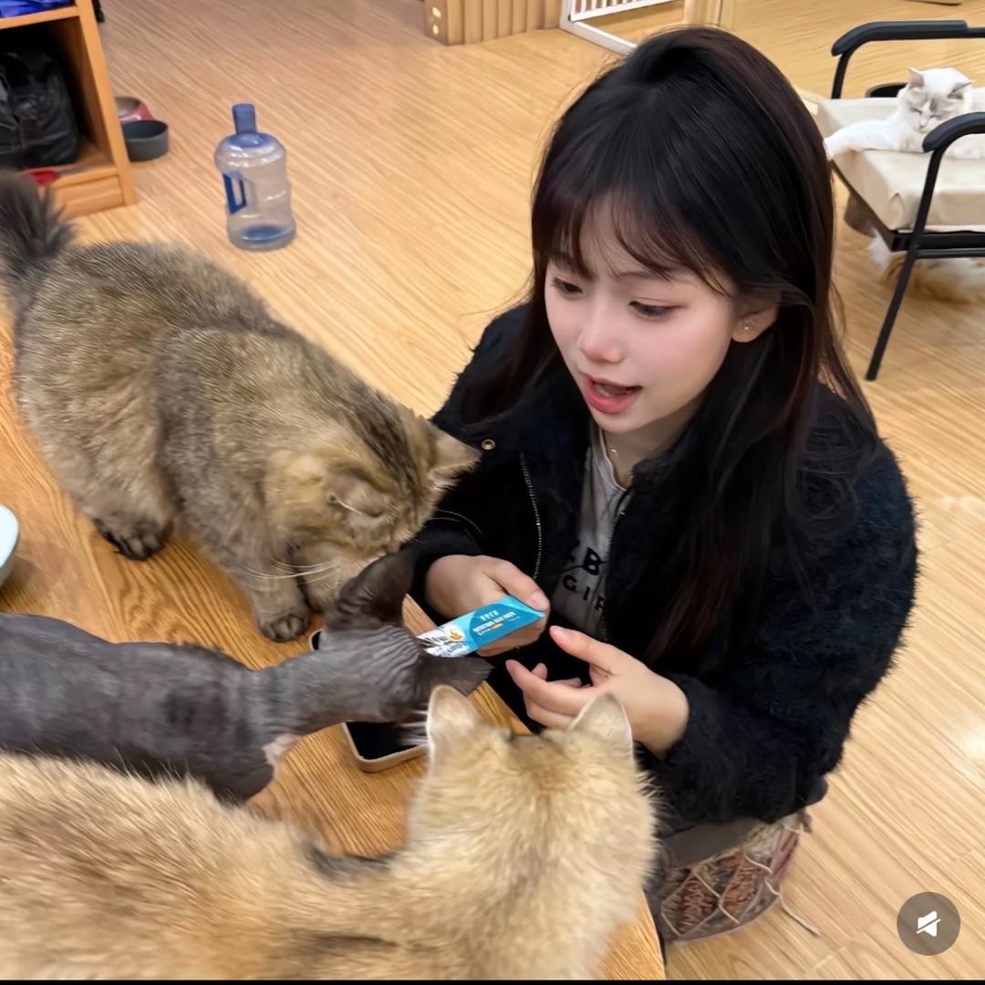 养只猫名为四月ฅ