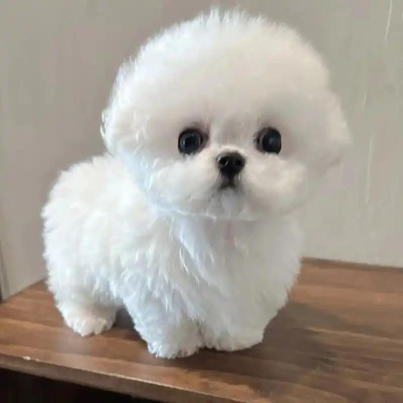 🐶聚鑫萌宠🐶