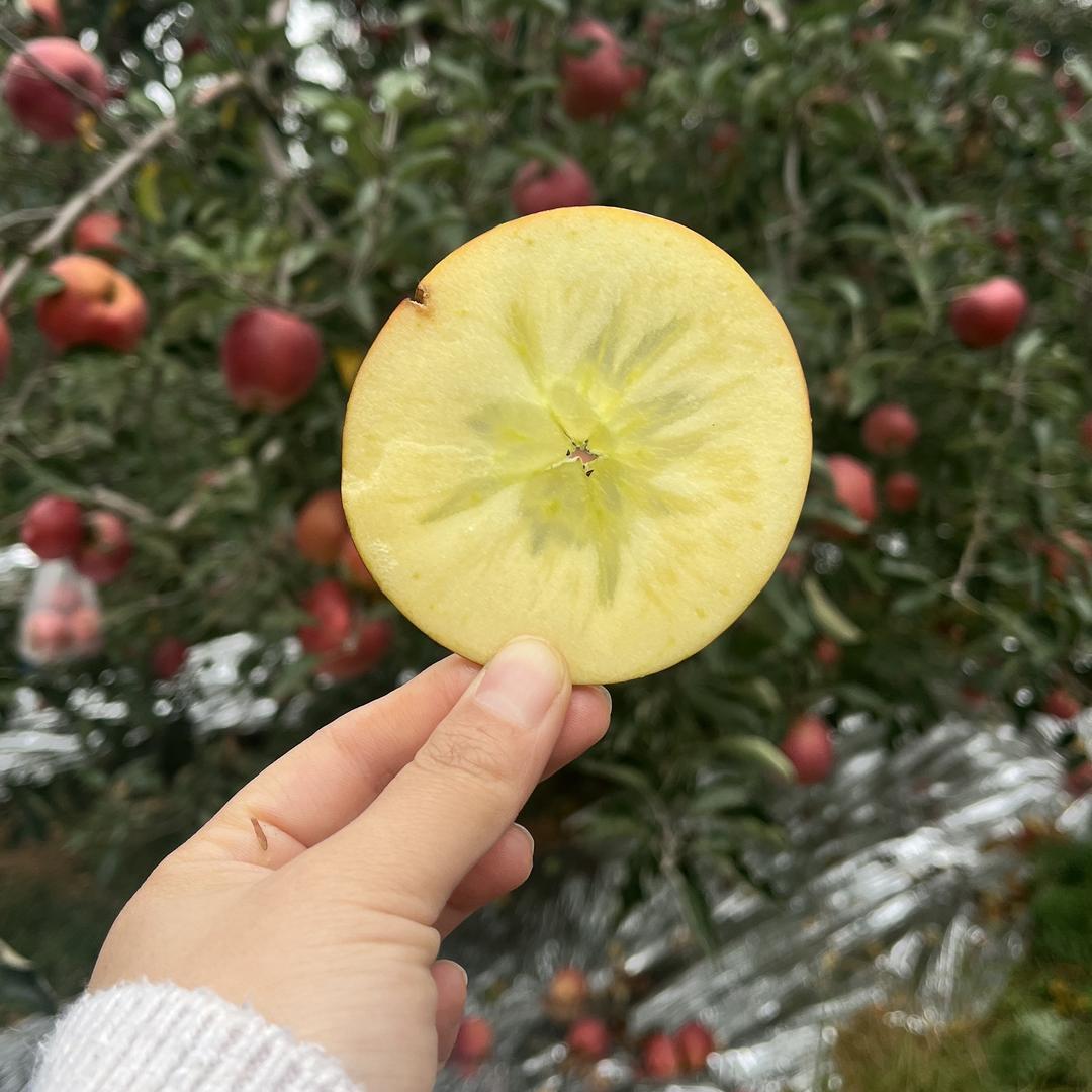 果臻甜（昭通苹果）