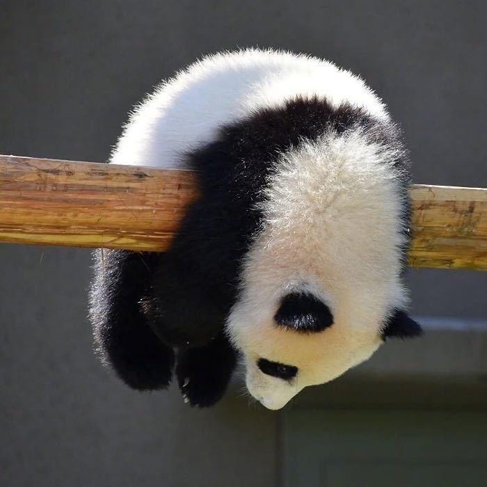 熊猫🐼