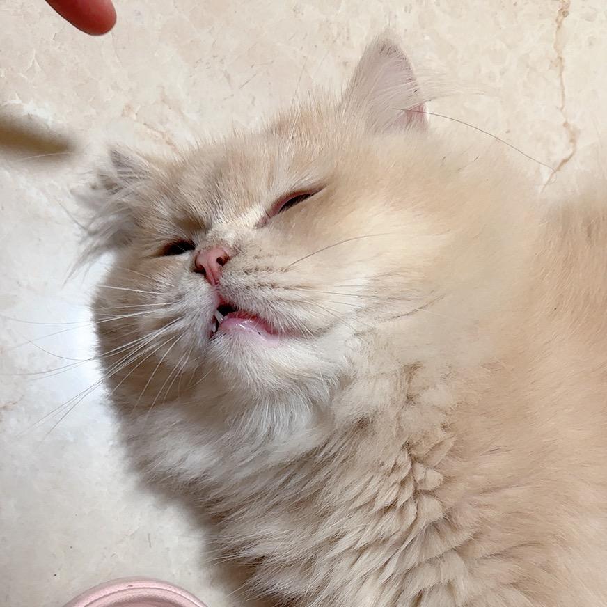 糖糖🍬