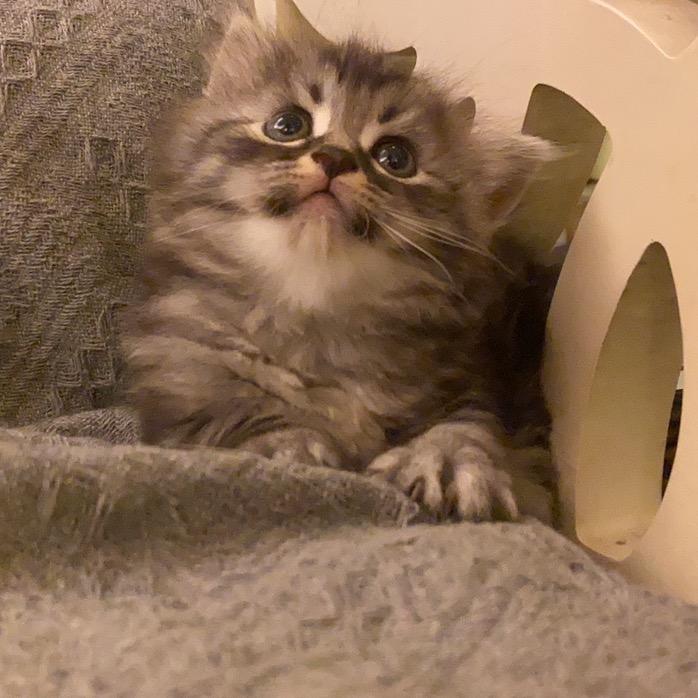喵客栈🐱