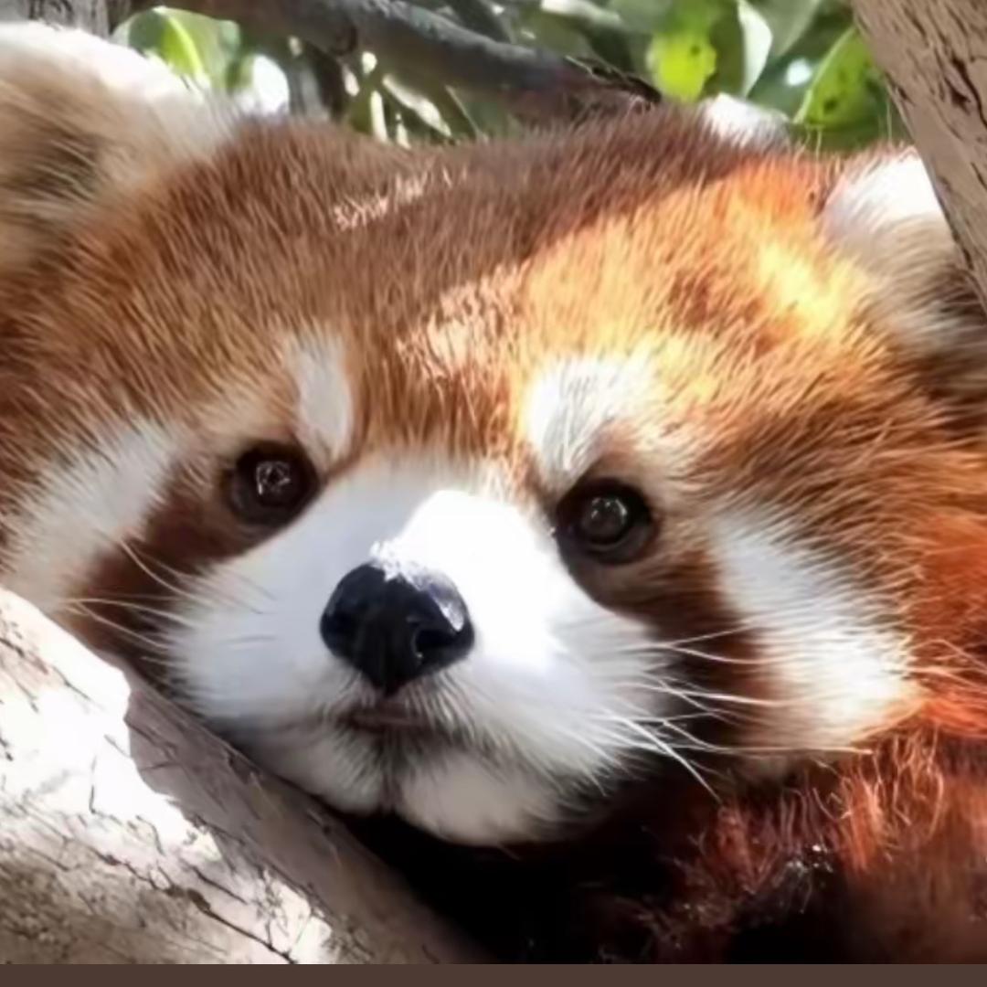 珎暿