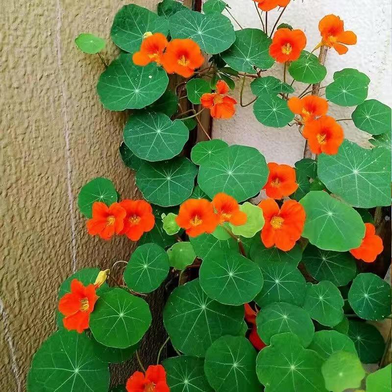 灰灰的后花园