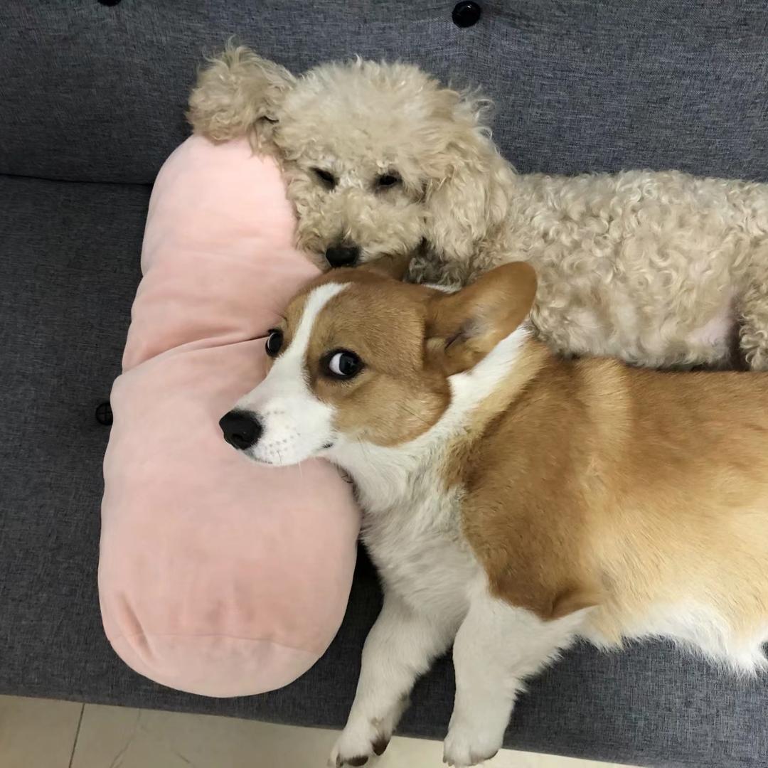 Z小姐的明星周边小店